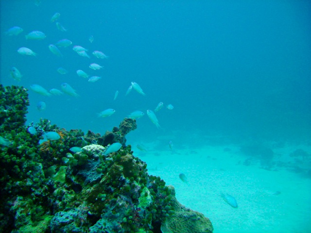 Loading Image