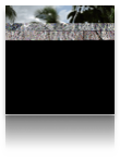 collage_image