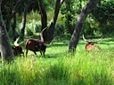 Watusi (Ankole Cattle)