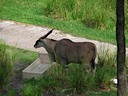 Animal Kingdom Lodge Savanna: Eland