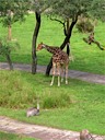 Animal Kingdom Lodge Savanna: Giraffe