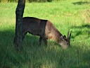 Animal Kingdom Lodge Savanna: Antelope