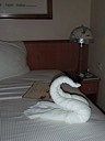 Swan