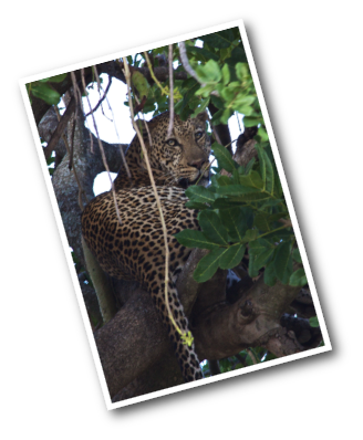 Leopard in the tree